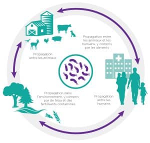 résistance antimicrobienne